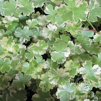 Щитолистник Вариегата