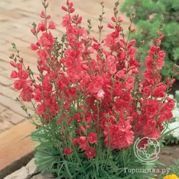 Сидальцея Пати Гёрл