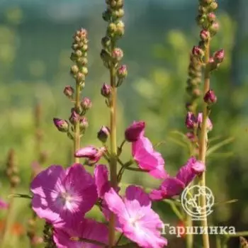 Сидальцея Розанна