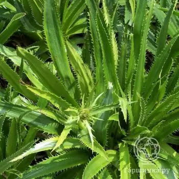 Синеголовник агаволистный