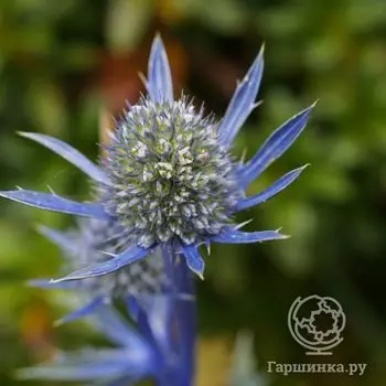 Синеголовник Бурге