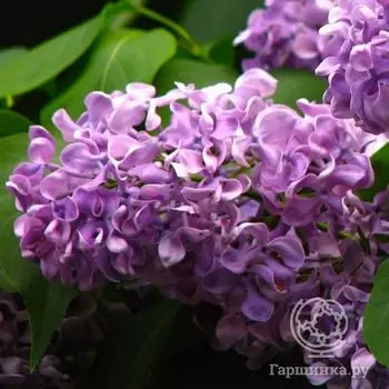 Сирень Алексей Маресьев