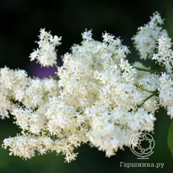 Сирень амурская