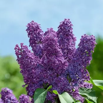 Сирень Фест Бюлов