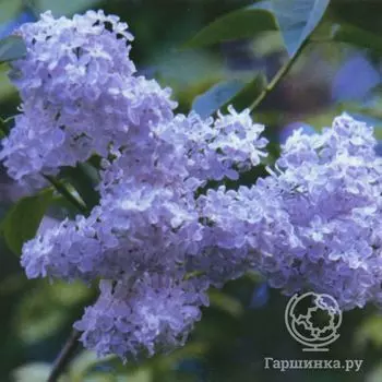 Сирень Фирмамент