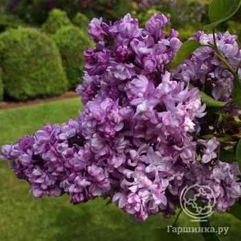 Сирень Генерал Першинг