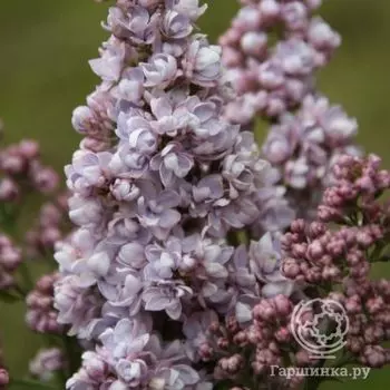 Сирень Эмиль Лемуан