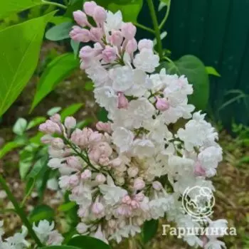 Сирень Красавица Москвы