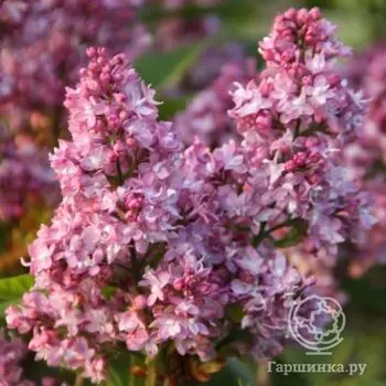 Сирень Ля Тур д`Овернь