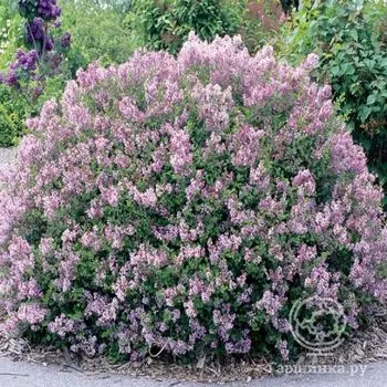 Сирень Мейера розовая