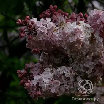 Сирень Мулатка