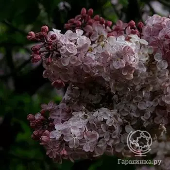 Сирень Мулатка