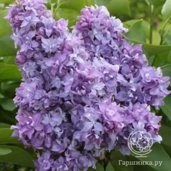 Сирень Небо Москвы