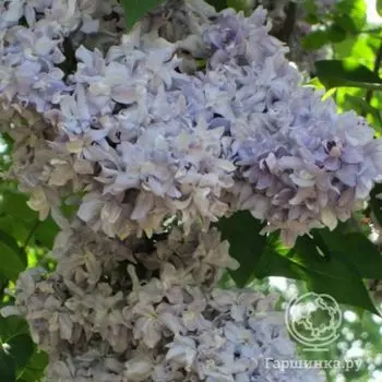 Сирень Небо Москвы махровая