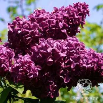 Сирень Николай Михайлов