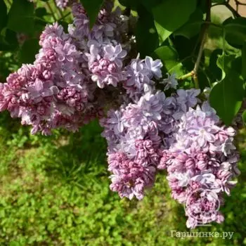 Сирень П.П. Кончаловский