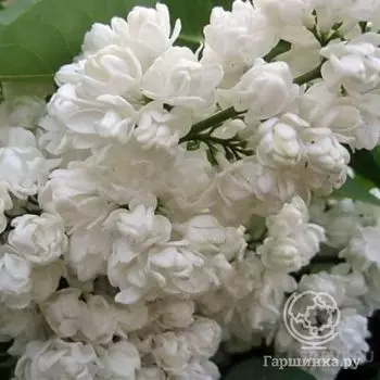 Сирень Память о Колесникове