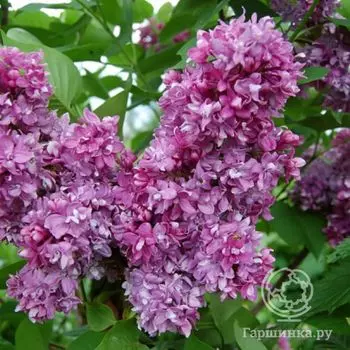 Сирень Память о Вехове