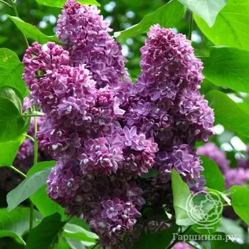 Сирень Павлинка махровая