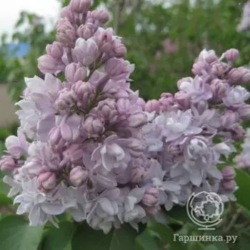 Сирень Полина Осипенко махровая