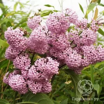 Сирень престона Гайавата