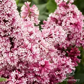 Сирень престона Ред Вайн