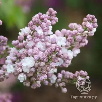 Сирень Рустика