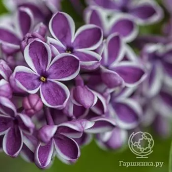 Сирень Сенсация