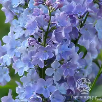 Сирень Веджвуд Блу