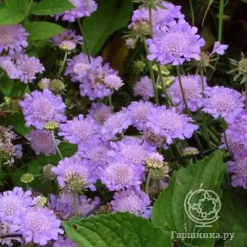 Скабиоза Вивид Виолет (Scabiosa Vivid Violet)