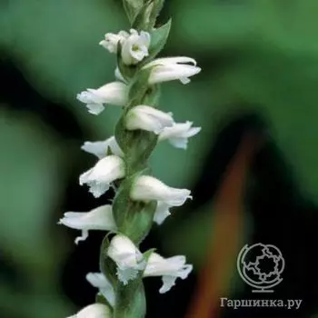 Скрученник Чаддс Форд
