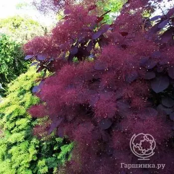 Скумпия Роял Перпл