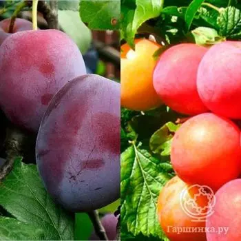 Слива 2 в 1: Этюд/Скороплодная