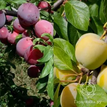 Слива 2 в 1: Ренклод колхозный/Аленушка