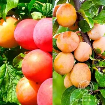 Слива 2 в 1: Скороплодная/(Алыча) Гек