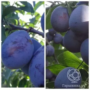 Слива 2 в 1: Венгерка Корнеевская/Заречная ранняя