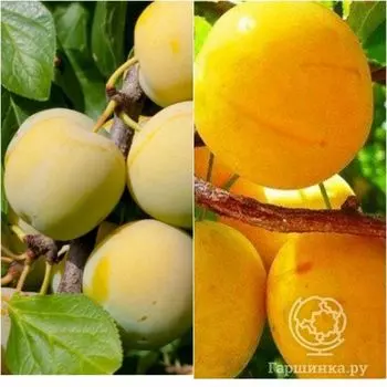 Слива 2 в 1: Зареченская желтая/Ренклод колхозный