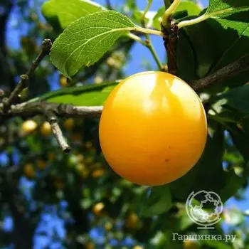 Слива Гибрид Рыбана