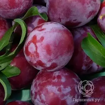 Слива китайская Обильная