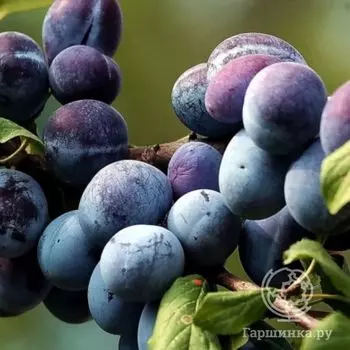 Слива Поздняя сладкая