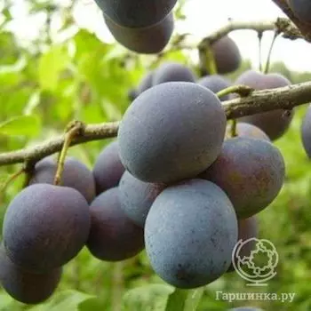 Слива Синий дар