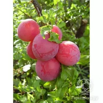 Слива Скороспелка новая