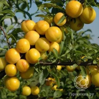 Слива Татарская желтая