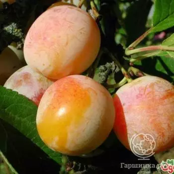 Слива Яхонтовая