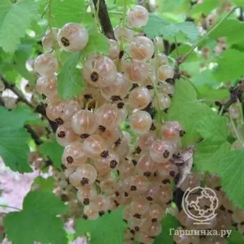 Смородина Булонь белая