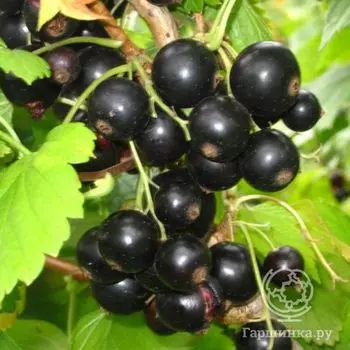 Смородина черная Вологда