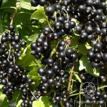 Смородина черная Зуша