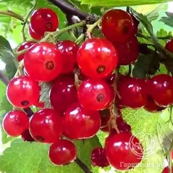 Смородина Газель красная