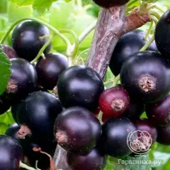 Смородина Марго