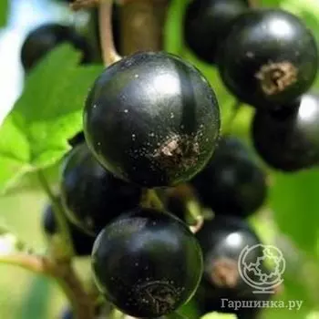 Смородина Нежданчик черная